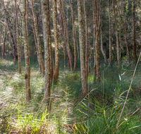 Anabranch loop track - Holiday Great Ocean Road