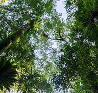 Botanic walk - Holiday Great Ocean Road