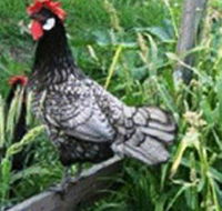 Merry Maidens Veggies