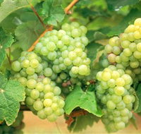 Red Tail Wines - Holiday Great Ocean Road