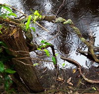 Mogo Bushwalk - Holiday Great Ocean Road