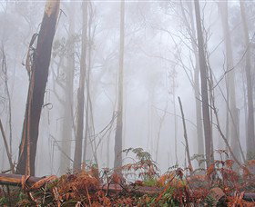 Mogo Bushwalk - Holiday Great Ocean Road 1