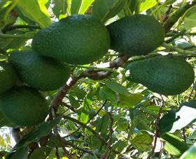 The Avocado Farm - Holiday Great Ocean Road 6