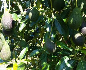 The Avocado Farm - Holiday Great Ocean Road 7