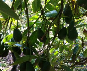 The Avocado Farm - Holiday Great Ocean Road 5