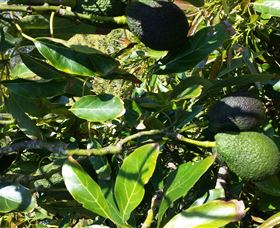 The Avocado Farm - Holiday Great Ocean Road 8