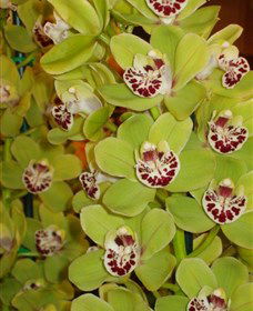 Tinonee Orchid Nursery - Holiday Great Ocean Road 1