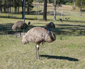Glen Ian Ostrich And Emu Farm - Holiday Great Ocean Road 0