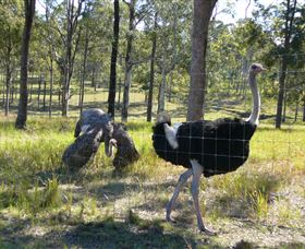 Glen Ian Ostrich And Emu Farm - Holiday Great Ocean Road 2