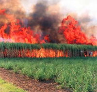 Reeves Family Sugar Cane Farm - Holiday Great Ocean Road