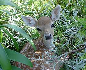 Mesopotamia Lodge Deer Park - Holiday Great Ocean Road 0