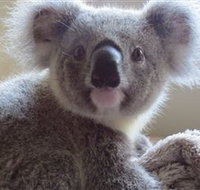 Koala Care Centre in Lismore - Holiday Great Ocean Road
