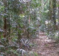 Big Scrub loop walking track - Holiday Great Ocean Road