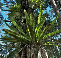 Whian Whian State Conservation Area - Holiday Great Ocean Road