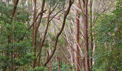 Ulidarra National Park - Holiday Great Ocean Road 1