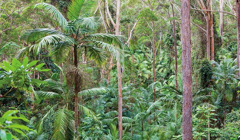 Ulidarra National Park - Holiday Great Ocean Road 3