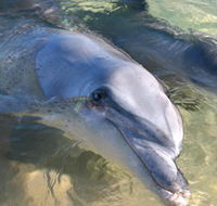 Dolphins of Monkey Mia - Holiday Great Ocean Road