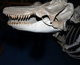 Killer Whale Trail - Holiday Great Ocean Road 3