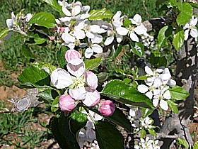 Avro Park Orchards - Holiday Great Ocean Road 0