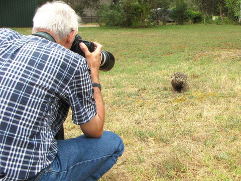 Echidna Walkabout Nature Tours - Holiday Great Ocean Road 7