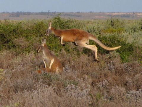 Echidna Walkabout Nature Tours - Holiday Great Ocean Road 11