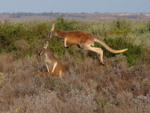 Echidna Walkabout Nature Tours - Holiday Great Ocean Road 13
