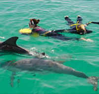 Rockingham Wild Encounters - Swim with Wild Dolphins