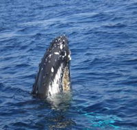 Jervis Bay Whales - Holiday Great Ocean Road