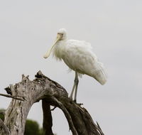 Melbourne Birding Tours - Holiday Great Ocean Road