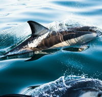 Dolphin Swim Australia - Holiday Great Ocean Road