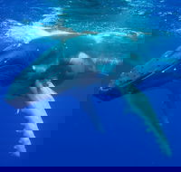 Dunsborough Whale Watching Eco Tour - Holiday Great Ocean Road