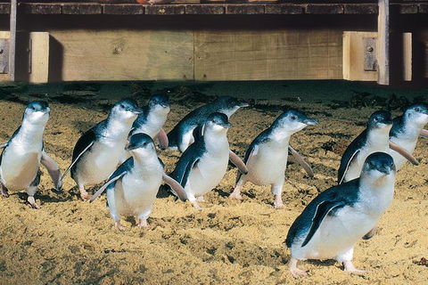 Half Day Phillip Island Penguin Parade PLUS Tour - Holiday Great Ocean Road 0