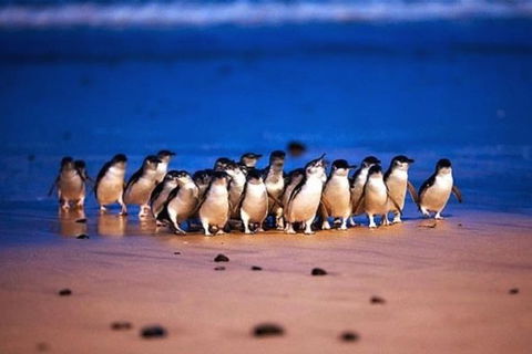Half Day Phillip Island Penguin Parade PLUS Tour - Holiday Great Ocean Road 1