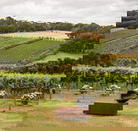 Montalto Vineyard Mornington Peninsula Discovery Wine Tasting and Lunch - Holiday Great Ocean Road