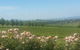 Ultimate Mornington Peninsula Food And Wine Small Group Tour - thumb 0