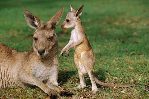 HEALESVILLE SANCTUARY ZOOBUS - MELBOURNE CITY RETURN - Holiday Great Ocean Road 0