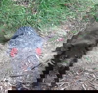 South East Food Sightseeing Private Tour with the Tasmanian Devil Unzoo - Holiday Great Ocean Road