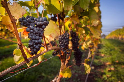 Half Day Tamar Valley Wine Tour - Holiday Great Ocean Road 2