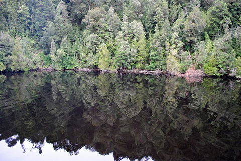 Gordon River Cruise Departing From Strahan - Holiday Great Ocean Road 24