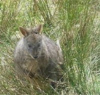 Leven Canyon Day Trip Including Wings Wildlife Park or Gunns Plains Caves from Devonport Ulverstone or Burnie - Holiday Great Ocean Road