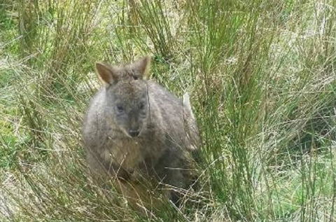 Leven Canyon Day Trip Including Wings Wildlife Park Or Gunns Plains Caves From Devonport, Ulverstone Or Burnie - Holiday Great Ocean Road 0