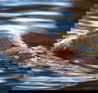 Wild-Platypus 2 hour wildlife tour - Holiday Great Ocean Road