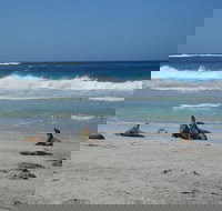 Kangaroo Island in a Day Tour from Adelaide - Holiday Great Ocean Road