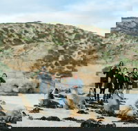 Small-Group Kangaroo Island 4WD Tour from Adelaide - Holiday Great Ocean Road