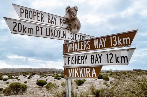 Private Port Lincoln Day Tour: Tasting Eyre - Holiday Great Ocean Road 0