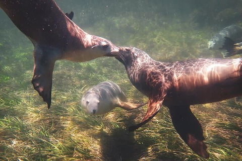 Half-Day Sea Lion Snorkeling Tour From Port Lincoln - Holiday Great Ocean Road 6