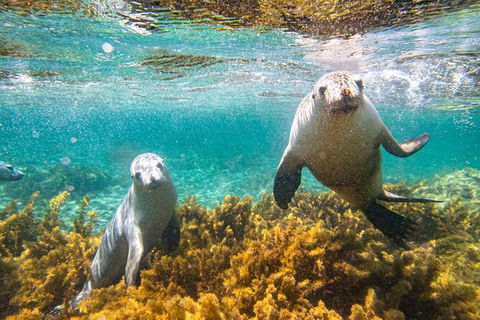 Half-Day Sea Lion Snorkeling Tour From Port Lincoln - Holiday Great Ocean Road 7