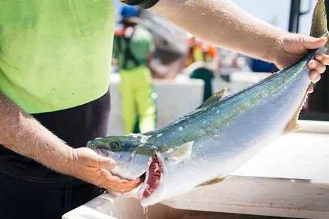 Exceptional Port Lincoln, Seafood And Wildlife Tour - Holiday Great Ocean Road 9