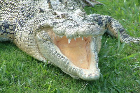 Croc Express To Australia Zoo From Brisbane - Holiday Great Ocean Road 10
