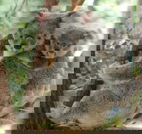 Lone Pine Koala Sanctuary Day Pass - Holiday Great Ocean Road